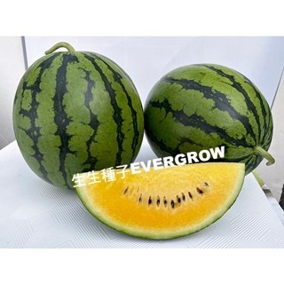 【萌田種子~】R36 榮橙冠2號西瓜種子3粒 黃肉西瓜 黃小玉西瓜 不易走沙 夏季強著果能力佳 ~-細節圖2