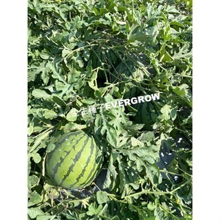 【萌田種子~】R36 榮橙冠2號西瓜種子3粒 黃肉西瓜 黃小玉西瓜 不易走沙 夏季強著果能力佳 ~-細節圖3