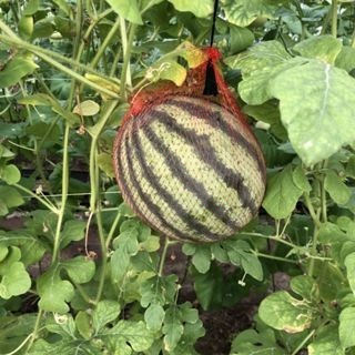 【萌田種子~】R37 小花迷你西瓜種子1粒 , 果重介於1.6-1.8公斤~-細節圖2