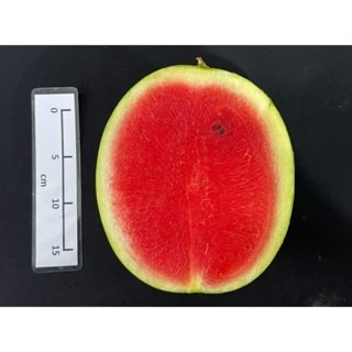 【萌田種子~】R37 小花迷你西瓜種子1粒 , 果重介於1.6-1.8公斤~-細節圖3