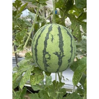 【萌田種子~】R38 小虎迷你西瓜種子1粒 , 果重1.1~1.3公斤~-細節圖2