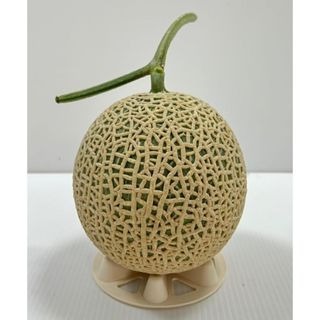 【萌田種子~】R39 艾莉莎洋香瓜種子1粒 ,阿露斯品種 ,生長勢強 ,耐病佳 ~-細節圖2