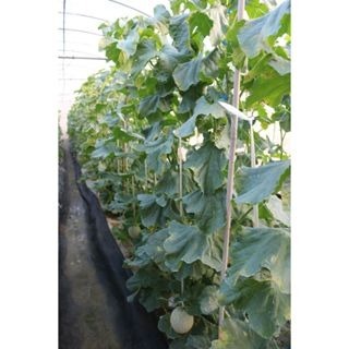 【萌田種子~】R40 格雷西亞洋香瓜種子1粒 , 阿露斯品種 , 夏季品種~-細節圖2