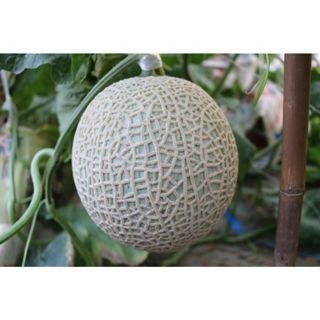 【萌田種子~】R40 格雷西亞洋香瓜種子1粒 , 阿露斯品種 , 夏季品種~-細節圖3