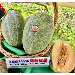 【萌田種子~】R41 新哈蜜脆洋香瓜種子1粒 , 肉質脆嫩 , 結果力強~-細節圖4