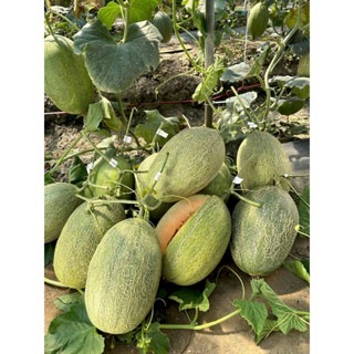 【萌田種子~】R41 新哈蜜脆洋香瓜種子1粒 , 肉質脆嫩 , 結果力強~-細節圖5