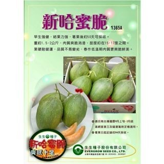 【萌田種子~】R41 新哈蜜脆洋香瓜種子1粒 , 肉質脆嫩 , 結果力強~-細節圖3