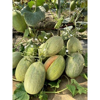 【萌田種子~】R41 新哈蜜脆洋香瓜種子1粒 , 肉質脆嫩 , 結果力強~-細節圖5