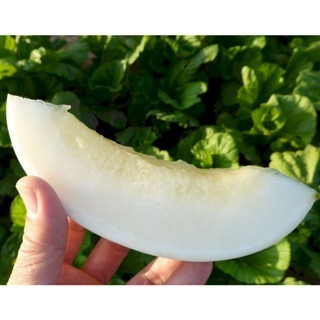 【萌田種子~】R44 斑比洋香瓜(白肉)種子1粒 , 具特殊斑紋 , 甜度高 ~-細節圖3