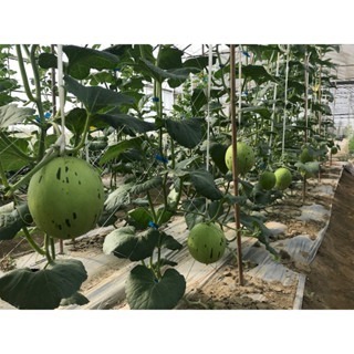 【萌田種子~】R44 斑比洋香瓜(白肉)種子1粒 , 具特殊斑紋 , 甜度高 ~-細節圖4