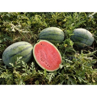 【萌田種子~】R45 瑞蜜西瓜種子4 粒 , 抗病 , 中早生品種 , 重3~5公斤 , 香甜 ~-細節圖2