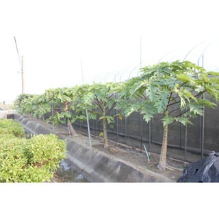 【萌田種子~】R46 紅福木瓜種子2粒 , 兩性株 , 耐病早生 , 紅莖 , 結果力強~-細節圖2