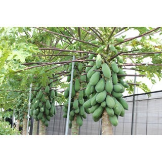 【萌田種子~】R46 紅福木瓜種子2粒 , 兩性株 , 耐病早生 , 紅莖 , 結果力強~-細節圖3