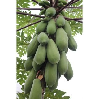 【萌田種子~】R46 紅福木瓜種子2粒 , 兩性株 , 耐病早生 , 紅莖 , 結果力強~-細節圖4