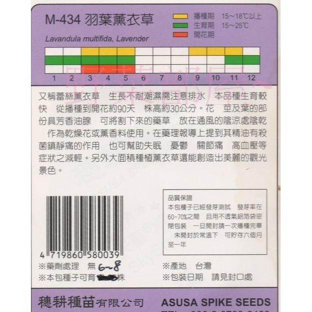 【萌田種子~】S19 羽葉薰衣草 Lace Lavender ~蕾絲薰衣草~天星牌包裝種子~-細節圖2