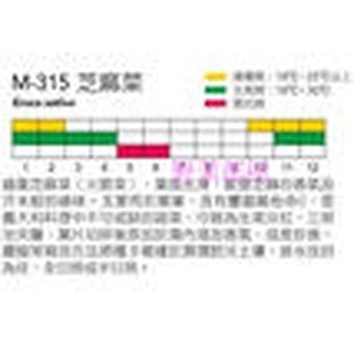 【萌田種子~】S23 芝麻菜Rocket~火箭菜 , 穗耕種苗~天星牌原包裝種子~-細節圖2