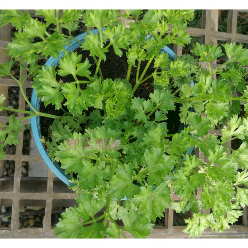 【萌田種子~】T01 歐芹種子2.4公克(約1500粒) 巴西里 平葉巴西里 葉與莖富含維他命C及胡蘿蔔素  ~-細節圖2