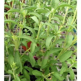 【萌田種子~】T02 甜菊種子4粒 ,多年生草本 ,葉子具有甜味 ~-細節圖2