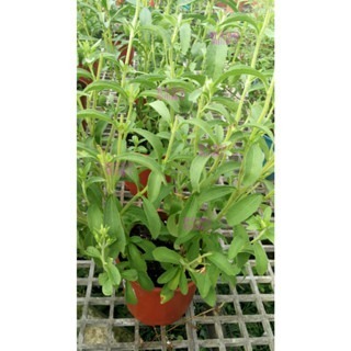 【萌田種子~】T02 甜菊種子4粒 ,多年生草本 ,葉子具有甜味 ~-細節圖3