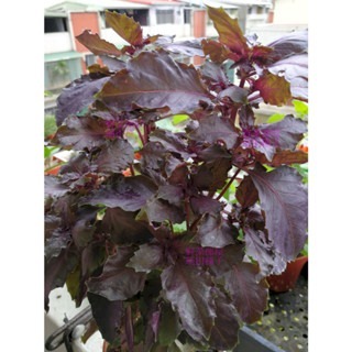 【萌田種子~】T06 紫羅勒種子0.45公克(約300粒) , 性溫和 , 風味特殊~-細節圖2