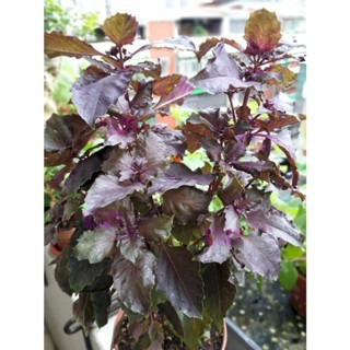 【萌田種子~】T06 紫羅勒種子0.45公克(約300粒) , 性溫和 , 風味特殊~-細節圖3