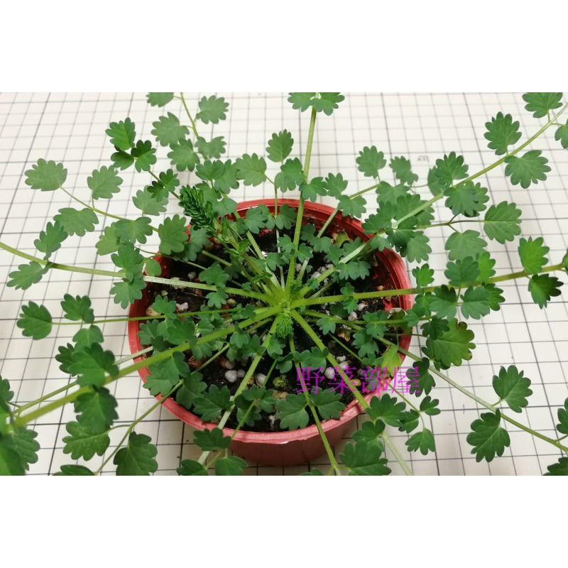 【萌田種子~】T09 小地榆種子1.4公克(約120粒) , 葉子有堅果香味,食材用途廣~-細節圖2