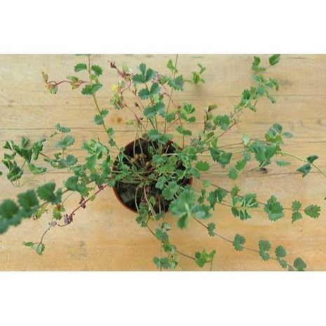 【萌田種子~】T09 小地榆種子1.4公克(約120粒) , 葉子有堅果香味,食材用途廣~-細節圖3