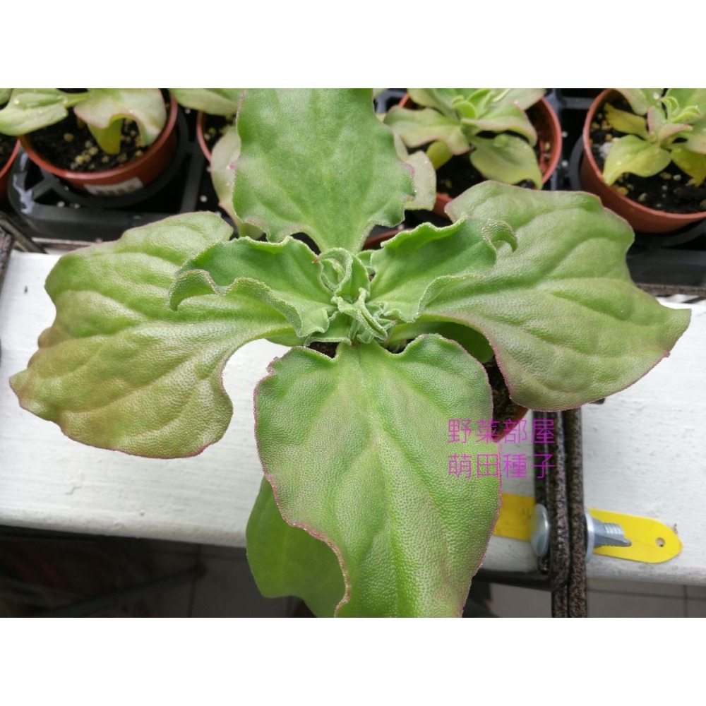 【萌田種子~】T10 水晶冰花 (日本冰菜)種子0.03公克(約100粒) , 嫩葉可用來拌沙拉 ,口感爽脆 ~-細節圖2