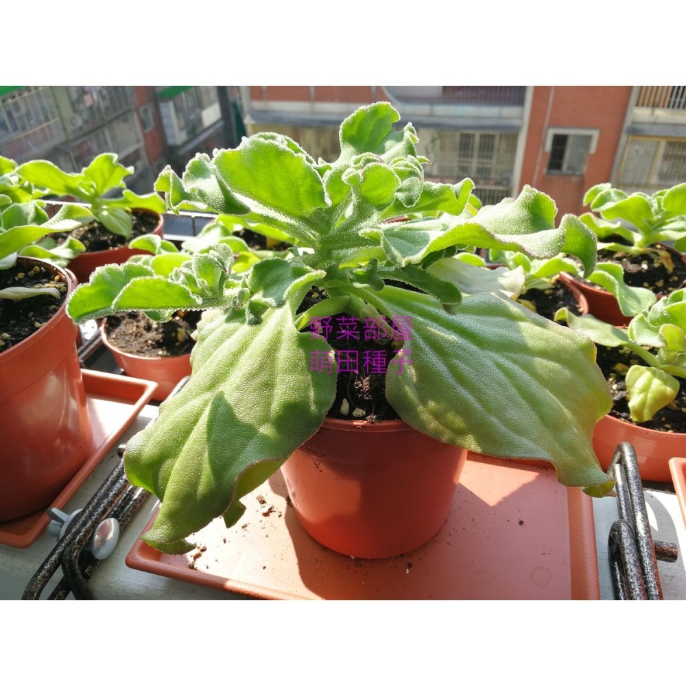 【萌田種子~】T10 水晶冰花 (日本冰菜)種子0.03公克(約100粒) , 嫩葉可用來拌沙拉 ,口感爽脆 ~-細節圖3