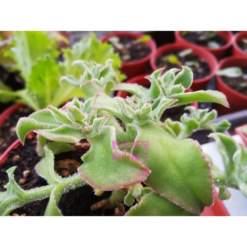 【萌田種子~】T10 水晶冰花 (日本冰菜)種子0.03公克(約100粒) , 嫩葉可用來拌沙拉 ,口感爽脆 ~-細節圖4