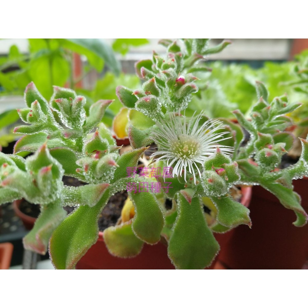 【萌田種子~】T10 水晶冰花 (日本冰菜)種子0.03公克(約100粒) , 嫩葉可用來拌沙拉 ,口感爽脆 ~-細節圖5