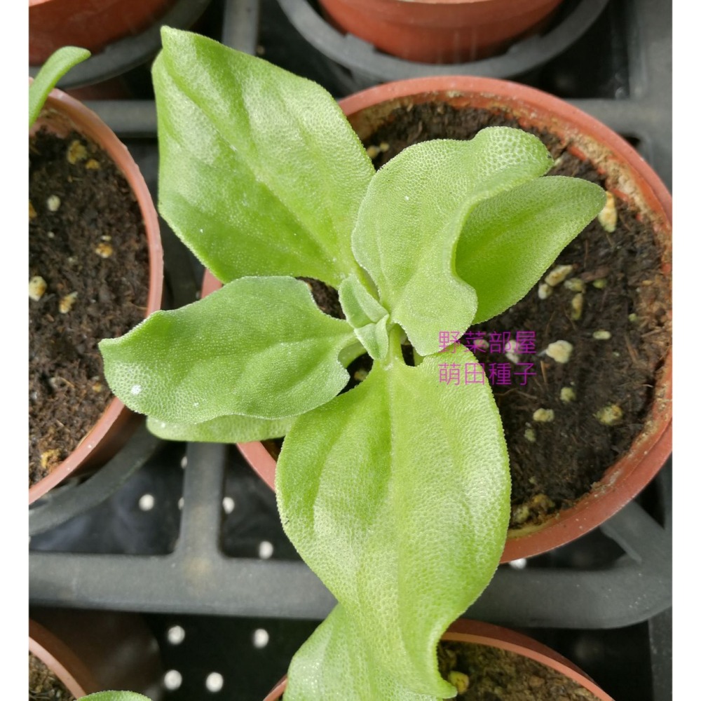 【萌田種子~】T10 水晶冰花 (日本冰菜)種子0.03公克(約100粒) , 嫩葉可用來拌沙拉 ,口感爽脆 ~-細節圖6