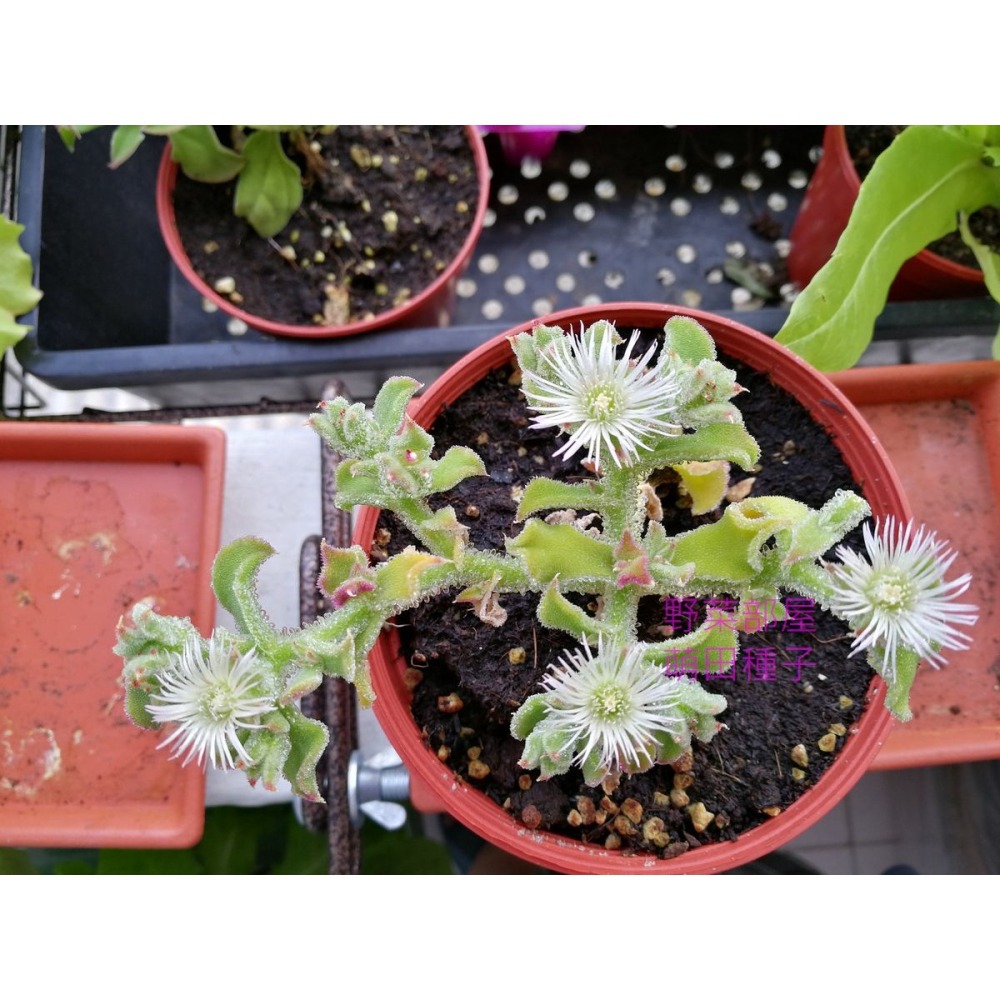 【萌田種子~】T10 水晶冰花 (日本冰菜)種子0.03公克(約100粒) , 嫩葉可用來拌沙拉 ,口感爽脆 ~-細節圖7