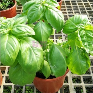 【萌田種子~】T11 甜羅勒種子0.52公克(約300粒) ,性溫和 ,風味特殊 ~-細節圖2