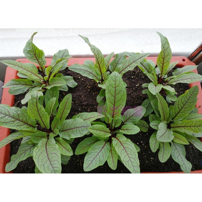 【萌田種子~】T16 紅脈酸模種子0.08公克(約90粒) ,紅盾葉酸模 ,紅脈羊蹄酸模~-細節圖2