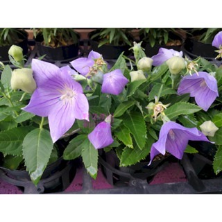 【萌田種子~】T25 桔梗種子0.06公克(約60粒種子) , 藍輝品種 , 株高約30~50公分 ~-細節圖2