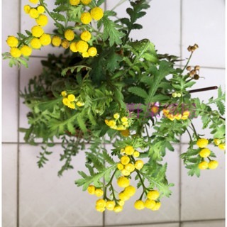 【萌田種子~】T29 艾菊種子0.1公克(約1000粒) , 多年生草本 , 有驅螞蟻及蒼蠅作用 ~-細節圖2