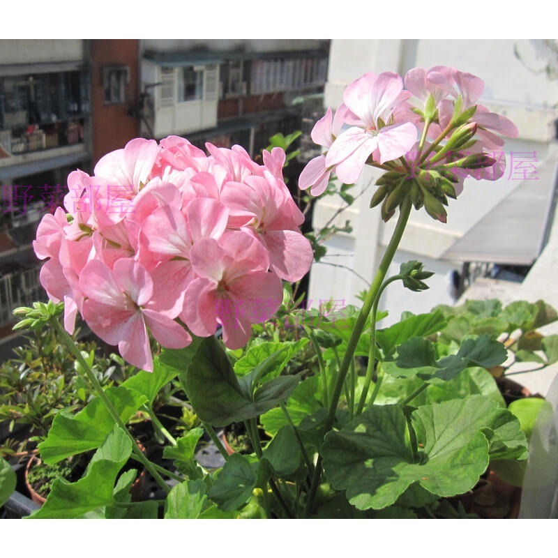 【萌田種子~】T52 天竺葵種子3粒 , 畫盒品系 , 混合色 , 好種植~-細節圖2