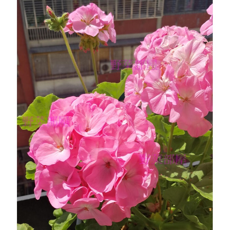 【萌田種子~】T52 天竺葵種子3粒 , 畫盒品系 , 混合色 , 好種植~-細節圖4