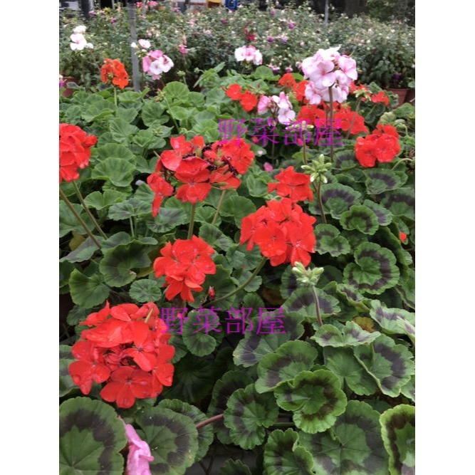 【萌田種子~】T52 天竺葵種子3粒 , 畫盒品系 , 混合色 , 好種植~-細節圖6