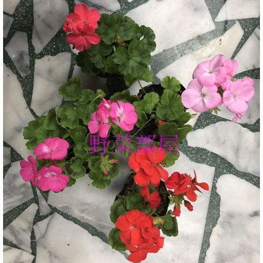 【萌田種子~】T52 天竺葵種子3粒 , 畫盒品系 , 混合色 , 好種植~-細節圖7