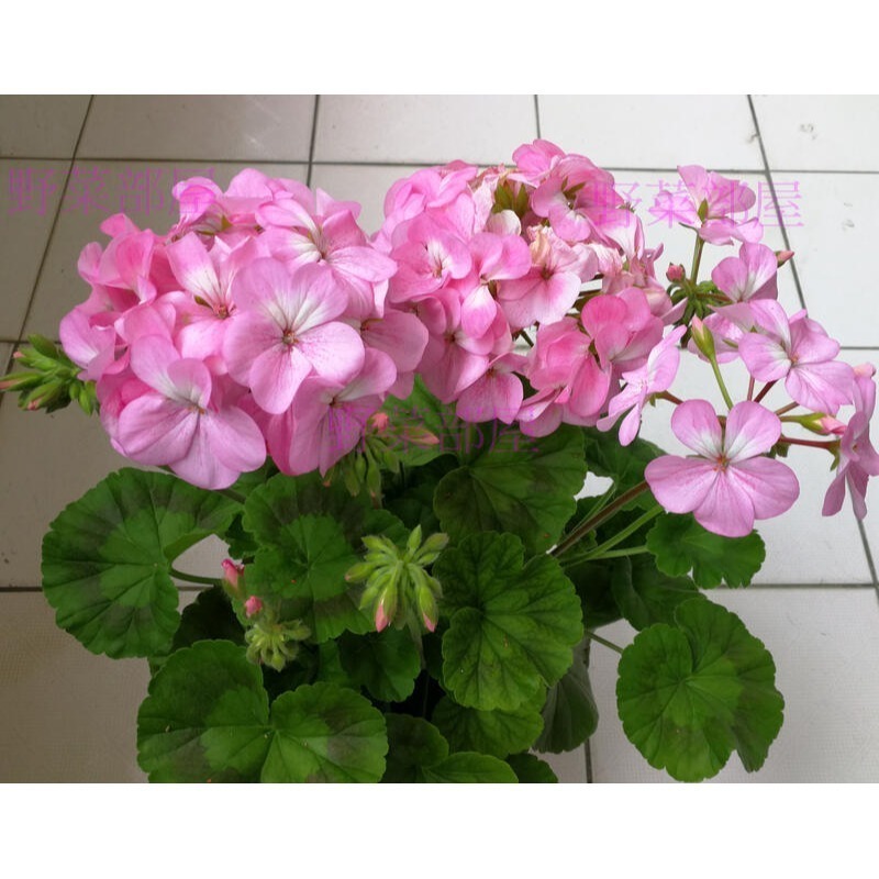 【萌田種子~】T52 天竺葵種子5粒 , 畫盒品系 , 混合色 , 好種植~-細節圖5
