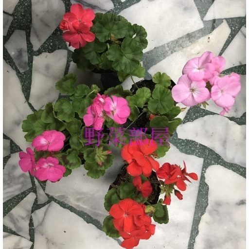 【萌田種子~】T52 天竺葵種子5粒 , 畫盒品系 , 混合色 , 好種植~-細節圖7