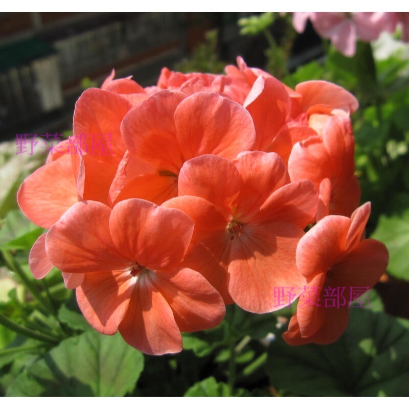 【萌田種子~】T53 蘋果天竺葵種子1粒 , 鮭紅色單色 , 分枝多, 可做乾燥花~-細節圖2