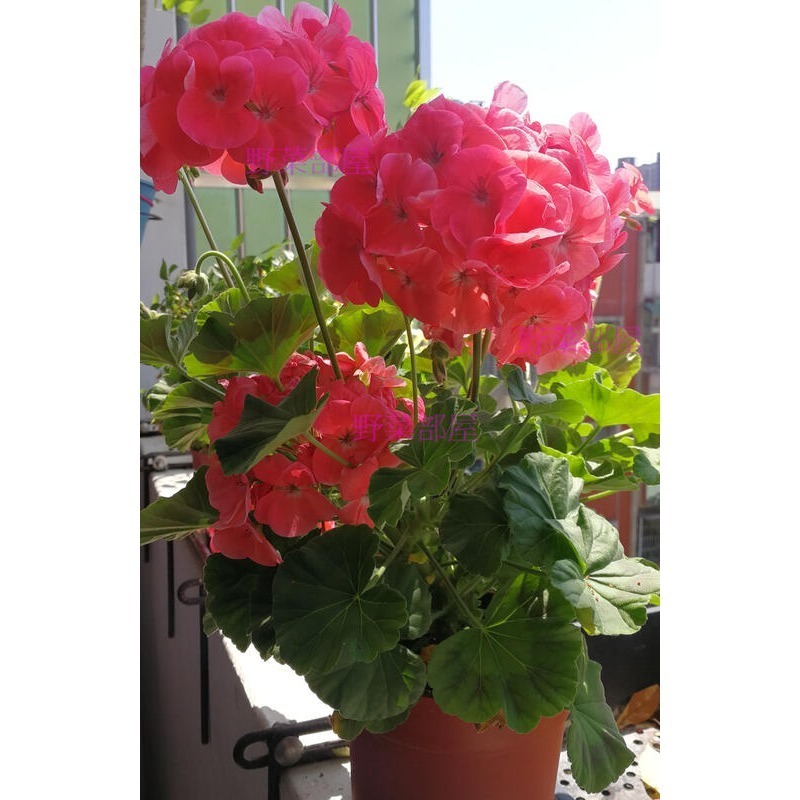 【萌田種子~】T53 蘋果天竺葵種子1粒 , 鮭紅色單色 , 分枝多, 可做乾燥花~-細節圖3