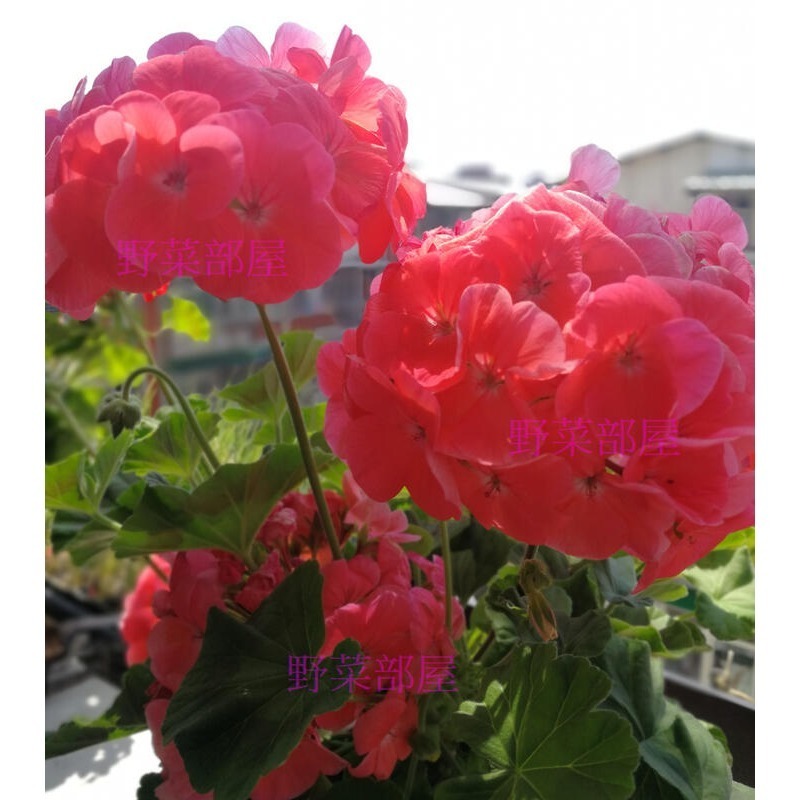 【萌田種子~】T53 蘋果天竺葵種子1粒 , 鮭紅色單色 , 分枝多, 可做乾燥花~-細節圖4