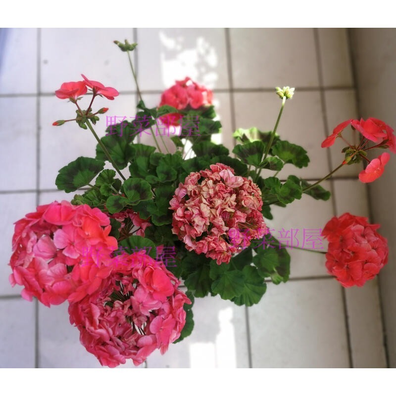 【萌田種子~】T53 蘋果天竺葵種子1粒 , 鮭紅色單色 , 分枝多, 可做乾燥花~-細節圖5