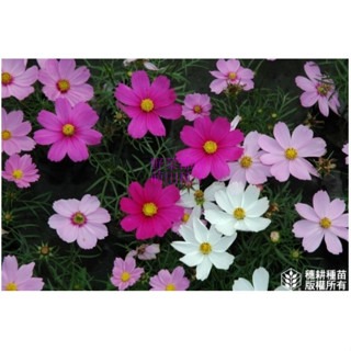 【萌田種子~】T54 大波斯菊混合色種子50g , 歐洲進口種子 , 全年可種植 , 波斯菊種子 ~-細節圖2