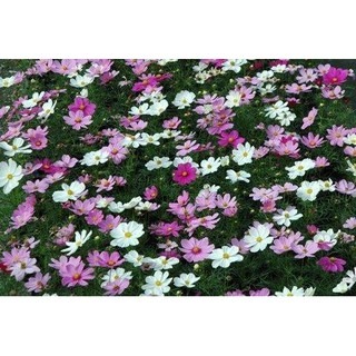 【萌田種子~】T54 大波斯菊混合色種子50g , 歐洲進口種子 , 全年可種植 , 波斯菊種子 ~-細節圖3