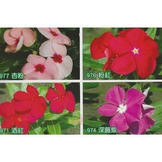 【萌田種子~】T61 日日春(超級可娜品種)種子2粒 , 混合色 , 耐病品種 ~-細節圖2